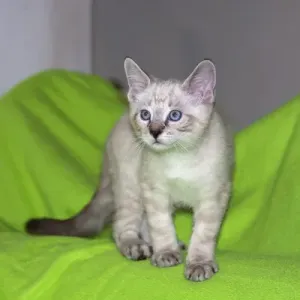 Kitten on neon green Kitten on neon green