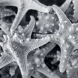 Knobby Starfish, USA
