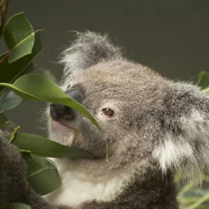 Koala ( Phascolarctos cinereus ), Sydney, New South Wales, Australia