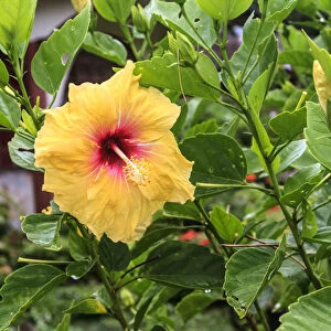 Kosrae, Micronesia. Hibiscus flower growing on bush