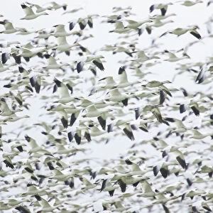 La Conner, Washington, USA. Huge dense flock of Snow Geese (Chen caerulescens) flying