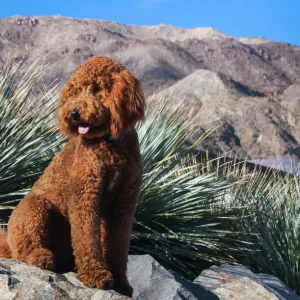 Labradoodle in desert garden