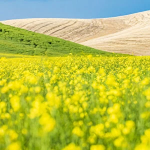 Lacrosse, Washington State, USA. Blooming canola field in the Palouse hills