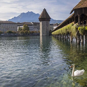 Lake Lucerne, Switzerland. Famous walking bridge and swans in river during the fall