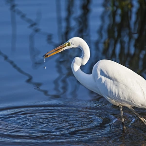 Lake Murray, San Diego, California. Wading Great Egret with Crayfish Catch