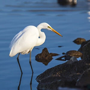 Lake Murray. San Diego, California. A Great Egret prowling the shoreline for a