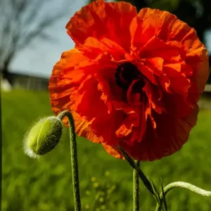 Lancaster County, Pennsylvania. Large, red poppy, a flower bud, and field of green grass