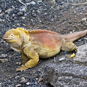 Land iguana at Darwin Center, Santa Cruz Island, Galapagos Islands