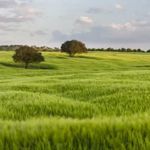 Landscape with fields of grain near Mertola in the nature reserve Parque Natural Landscape with fields of grain near Mertola in the nature reserve Parque Natural