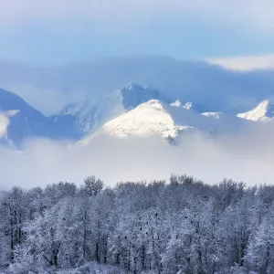 Landscape of forest and snow mountain, Haines, Alaska, USA Landscape of forest and snow mountain, Haines, Alaska, USA