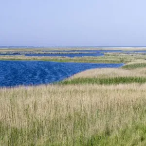 Landscape with lagoons at Darsser Ort on the Darss Peninsula. Western Pomerania Lagoon Area NP Landscape with lagoons at Darsser Ort on the Darss Peninsula. Western Pomerania Lagoon Area NP
