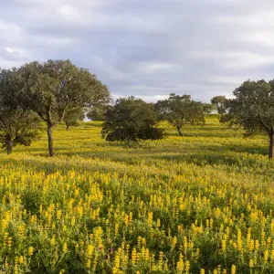 Landscape with wildflower meadow near Mertola in the nature reserve Parque Natural Landscape with wildflower meadow near Mertola in the nature reserve Parque Natural