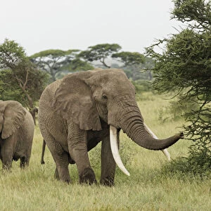 Large African bull elephant, Serengeti National Park, Tanzania, Africa