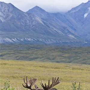 A large bull moose stands among willows on the tundra north of the Alaska Range