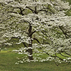 Large dogwood tree in full bloom, Audubon Park, Louisville, Kentucky