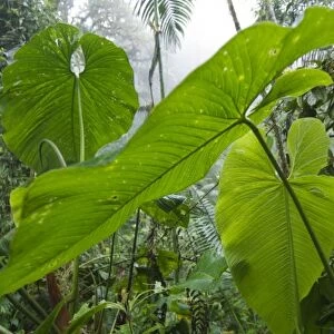 Large leaves in the rainforest, Bella Vista Birding Lodge, Tandayapa Valley, Ecuador