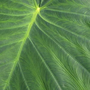 Detail of large tropical leaf