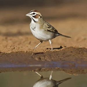 Lark Sparrow, Chondestes grammacus, drinking at south Texas pond