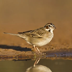 Lark Sparrow (Chondestes grammacus) drinking at pond, s. Texas