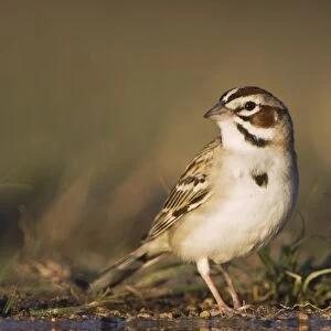 Lark Sparrow, Chondestes grammacus, adult drinking, Uvalde County, Hill Country, Texas
