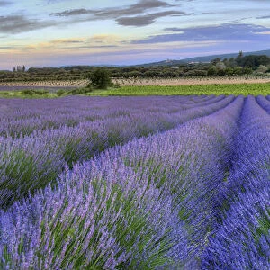 Lavender bloom near Sault in the south of France panoramic