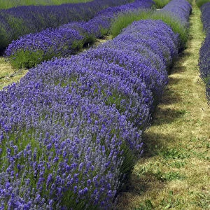 Lavender Farm, Sequim, Washington