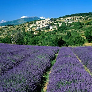 Lavender field, village of Aurel, Vaucluse, Provence, France