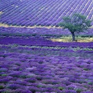 Lavender fields, Vence, Provence, France