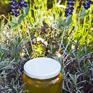 Lavender honey in jar and lavender plant