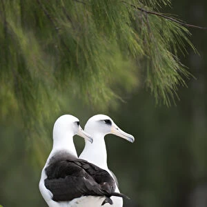 Laysan Albatross (Phoebastria immutabilis) couple This species is listed as Vulnerable