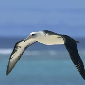 Laysan Albatross (Phoebastria immutabilis) In flight, Midway Atoll, North Pacific