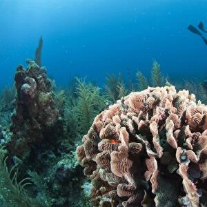 Thin Leaf Lettuce Coral (Agaricia tenuifolia) Coral Reef Island, Belize Barrier Reef