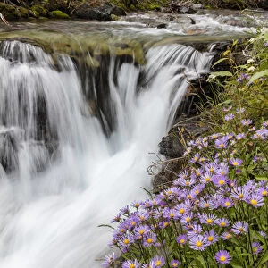 Leafy aster along Baring Creek in Glacier National Park, Montana, USA