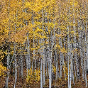 Leaves and tree trunks create an aspen wall of texture, Colorado, USA