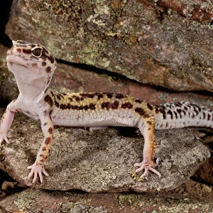 Leopard Gecko, Eublepharis macularis, Native to Pakistan, Habitat Arid and Semi