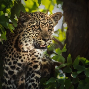 leopard juvenile portait in tree and leaves