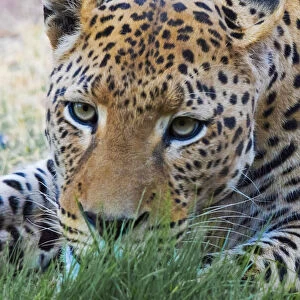 Leopard, Okonjima Nature Reserve. Otjozondjupa Region, Namibia