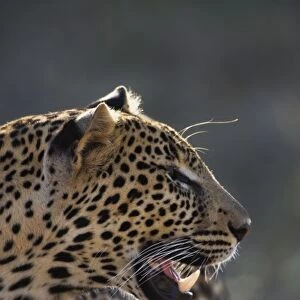 Leopard, Panthera pardus, Samburu Game Reserve, Kenya