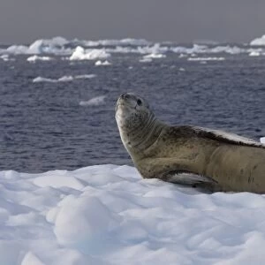 leopard seal, Hydrurga leptonyx, resting on a glacial ice, off the western Antarctic Peninsula