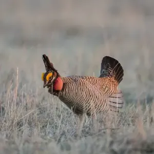 Lesser Prairie Chicken (Tympanuchus pallidicinctus) on lek