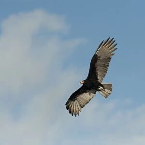 Lesser Yellow-headed Vulture (Cathartes burrovianus), Sian Ka an Biosphere Reserve