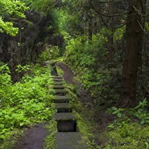 Levada, traditional irrigation channel near Cabeco Gordo in dense forest