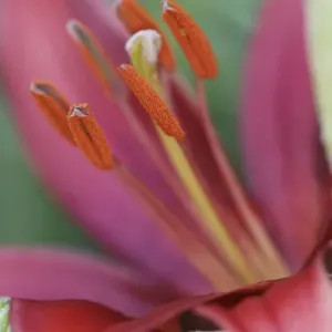 Lily flower