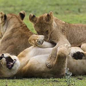 Lion cub lies on top of two lionesses, one reclining on her back, yawning, Ngorongoro