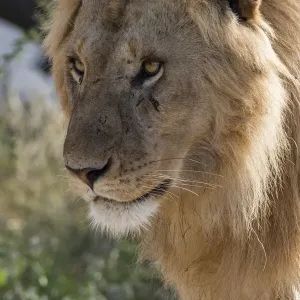 Lion (Panthera leo), Ndutu, Ngorongoro Conservation Area, Serengeti, Tanzania