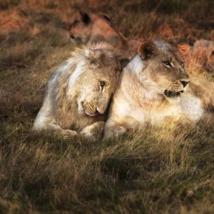 Lioness with juvenile male nuzzling
