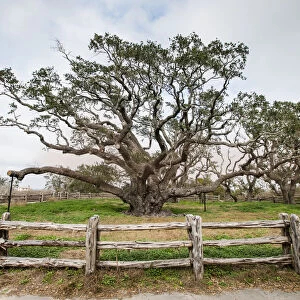 Live oak (Quercus virginiana) exhibit