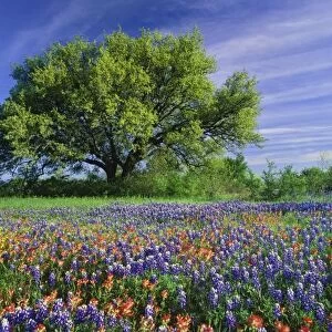 Live Oak & Texas Paintbrush, and Texas Bluebonnets in Texas Hill Country