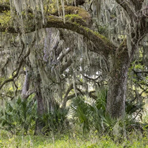 Live oak trees draped in Spanish moss, Polk County, Florida