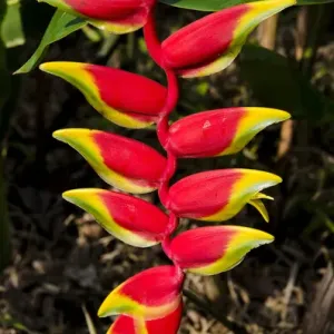 Lobster Claw Heleconia (Heliconia rostrata), Waimea Valley Audubon Park, North Shore